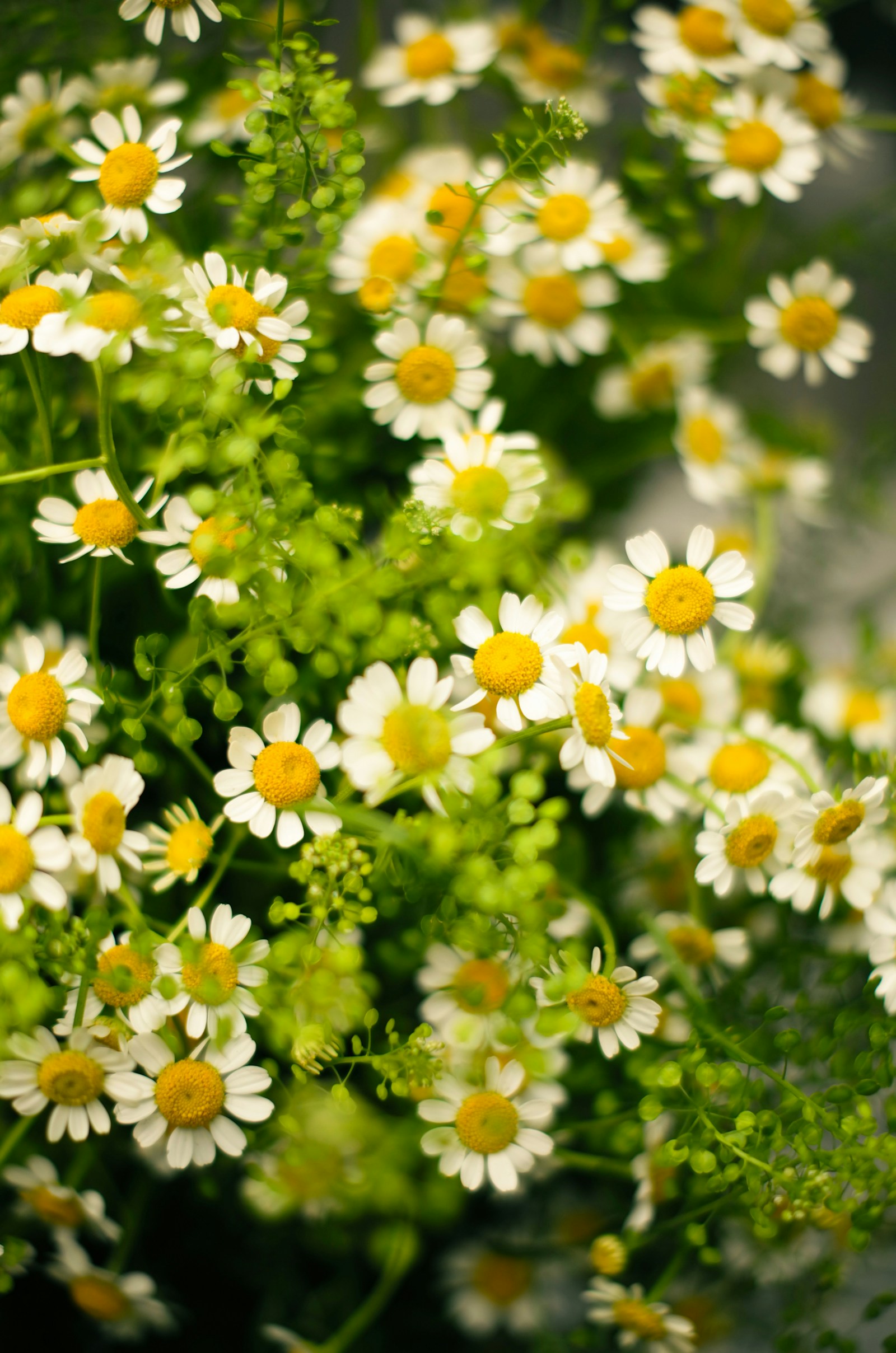 カモミールの花